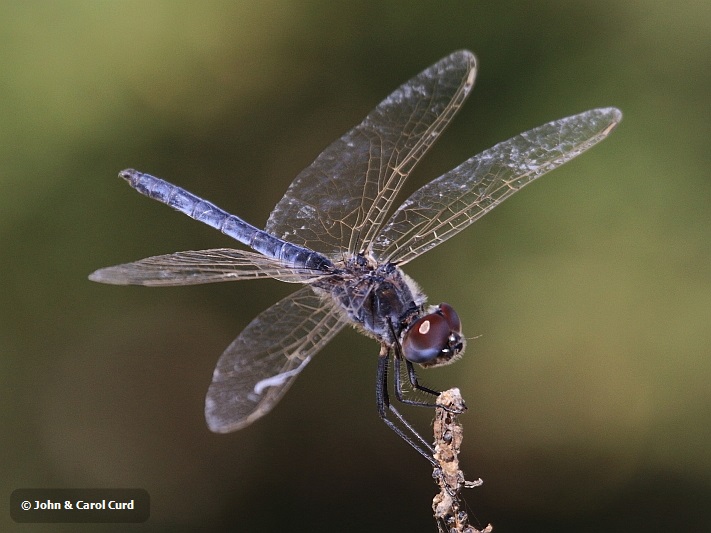 J17_1510 Selysiothemis nigra male.JPG